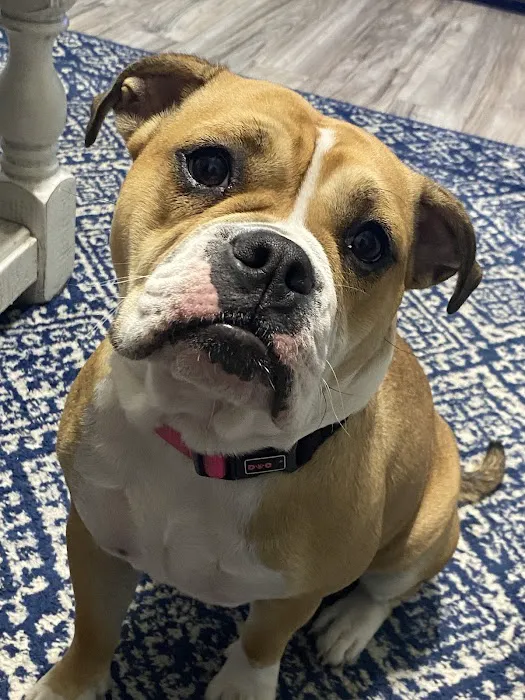 The Edge Pet Hospital 7