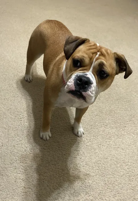 The Edge Pet Hospital 10