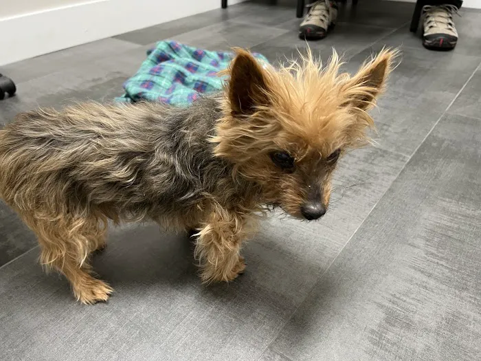 The Edge Pet Hospital 1