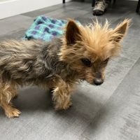 The Edge Pet Hospital ico
