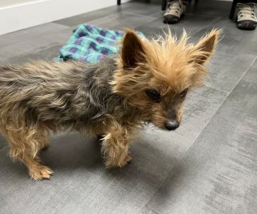 The Edge Pet Hospital