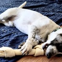 Inspirada Animal Hospital ico
