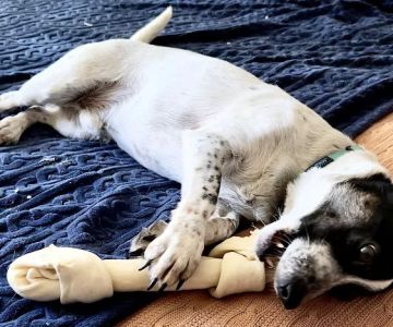 Inspirada Animal Hospital