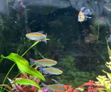 Pure Fish Works