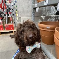 Oasis Animal Hospital ico