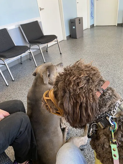Oasis Animal Hospital 12