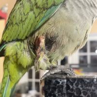 Sunridge Animal Hospital ico