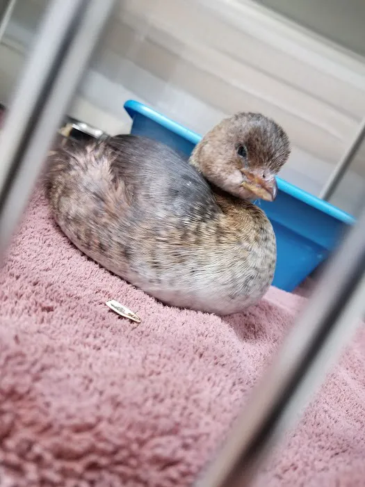 Sunridge Animal Hospital 12