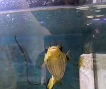 Indoor Fins Aquatic Pets