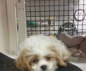 Faribault Animal Center