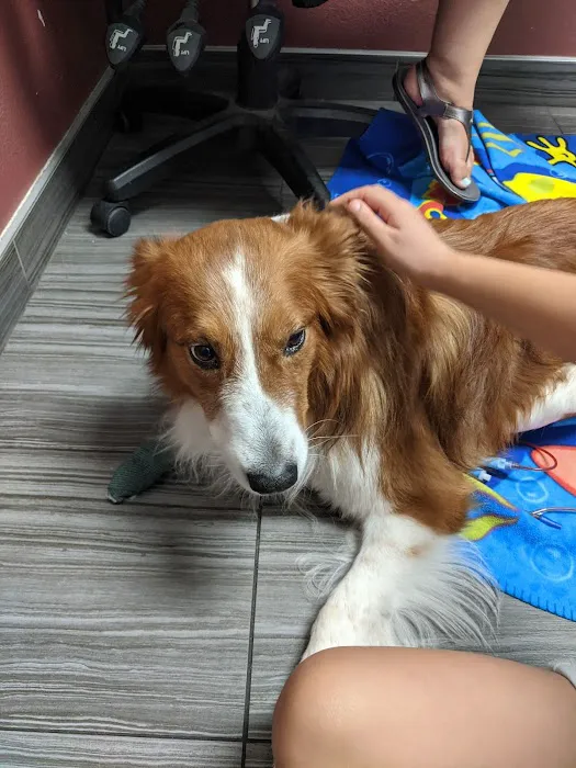 Park Animal Hospital 6