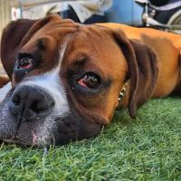 Park Animal Hospital ico