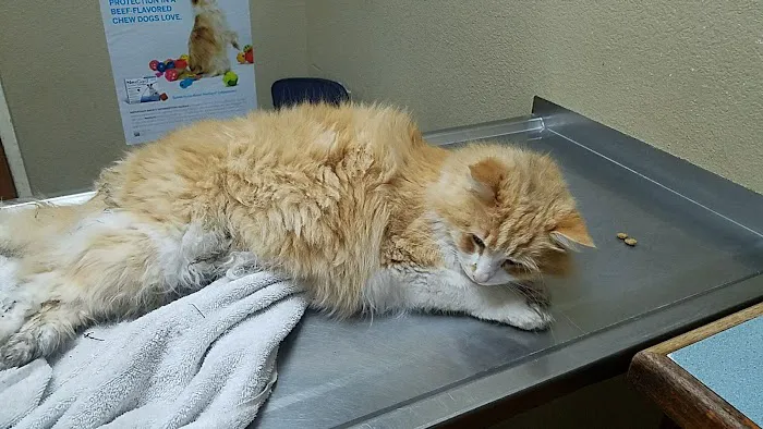 Park Animal Hospital 4