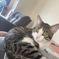 Legacy Animal Hospital ico