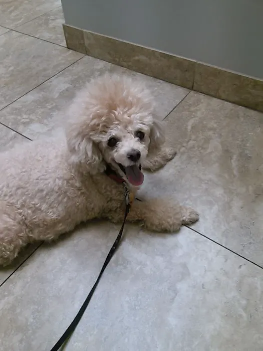 Legacy Animal Hospital 2