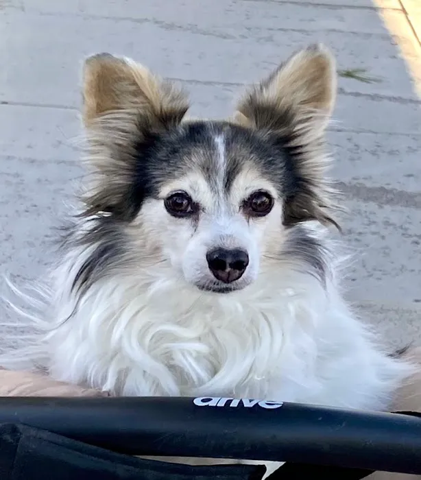American Pet Hospital 12