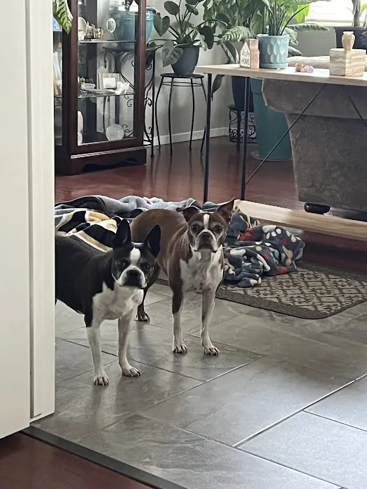 American Pet Hospital 12