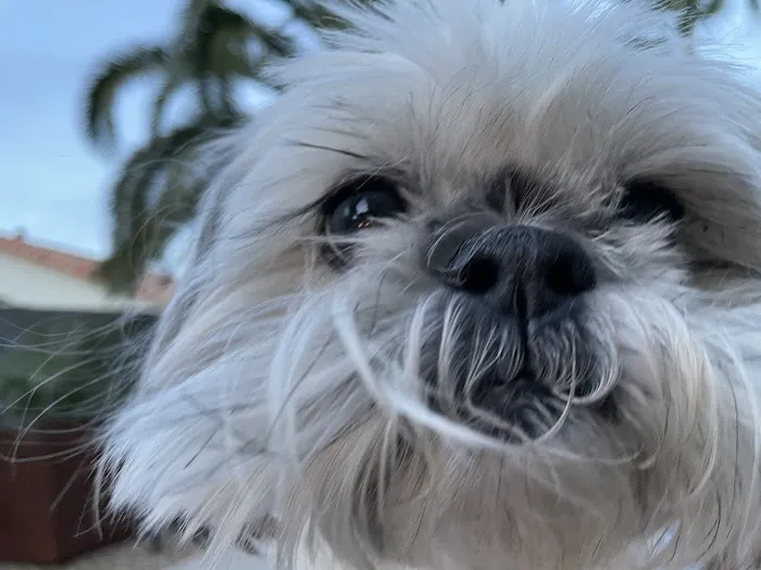 American Pet Hospital 12