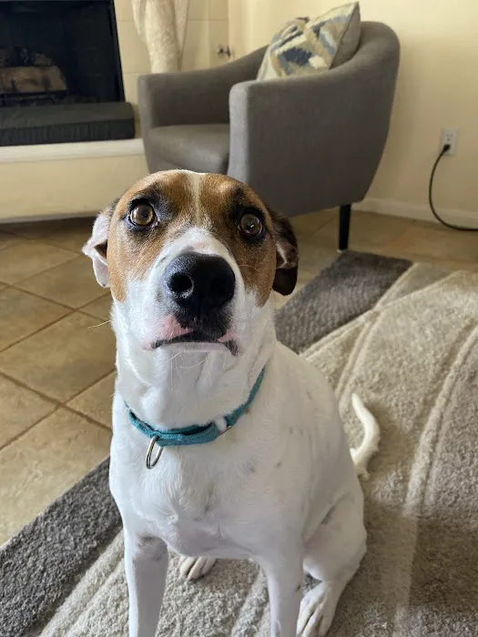 American Pet Hospital 12