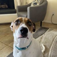 American Pet Hospital ico