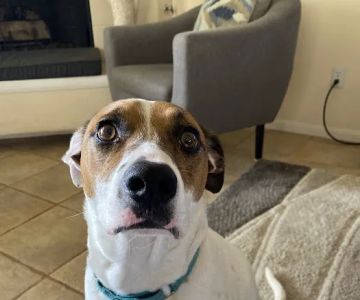 American Pet Hospital