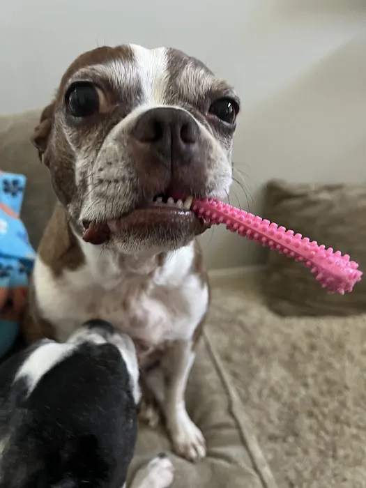 American Pet Hospital 12