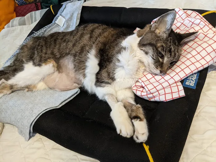 American Pet Hospital 12
