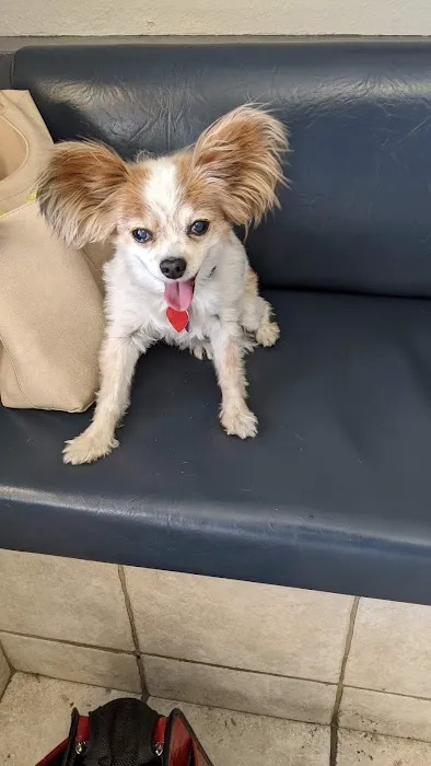 American Pet Hospital: Pond D Travis DVM 12