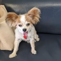 American Pet Hospital: Pond D Travis DVM ico