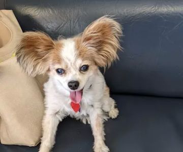 American Pet Hospital: Pond D Travis DVM