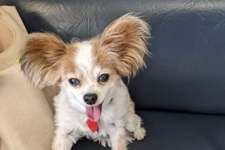 American Pet Hospital: Pond D Travis DVM