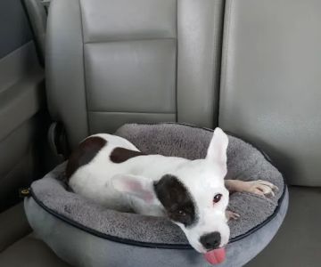Petco