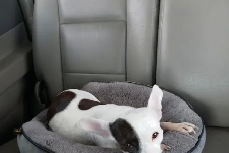 Petco