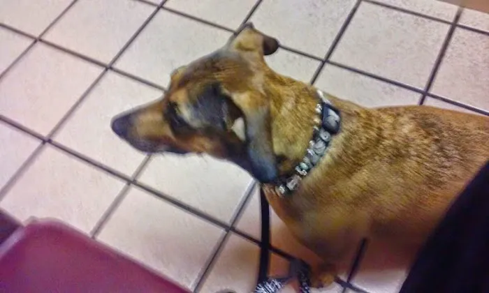 Parkway Springs Animal Hospital - at Arch Plaza 12