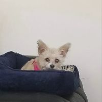Bradley Ann S DVM ico
