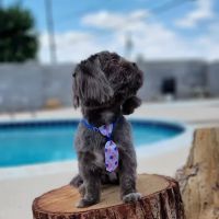 The Ark Animal Clinic ico