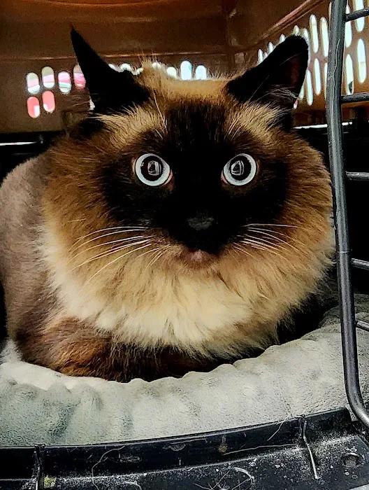 Hearts Alive Village Animal Clinic 1
