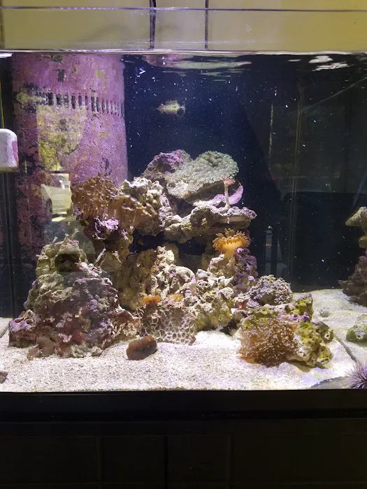 Tropical FantaSeas Aquariums 12