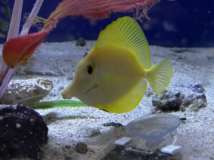 Tropical FantaSeas Aquariums 12