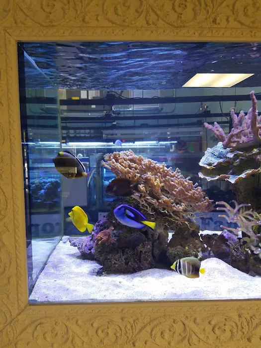 Tropical FantaSeas Aquariums 12