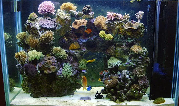 Tropical FantaSeas Aquariums 12