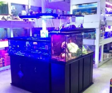 Tropical FantaSeas Aquariums