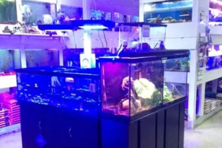 Tropical FantaSeas Aquariums