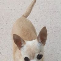 Lone Mountain Animal Hospital ico