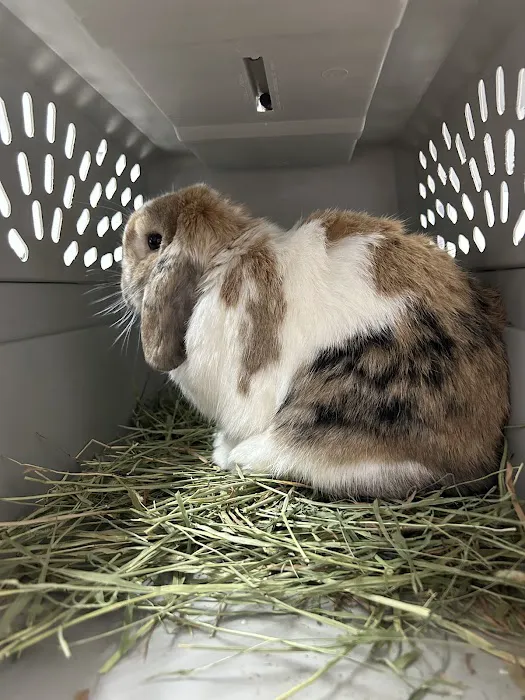 Lone Mountain Animal Hospital 5