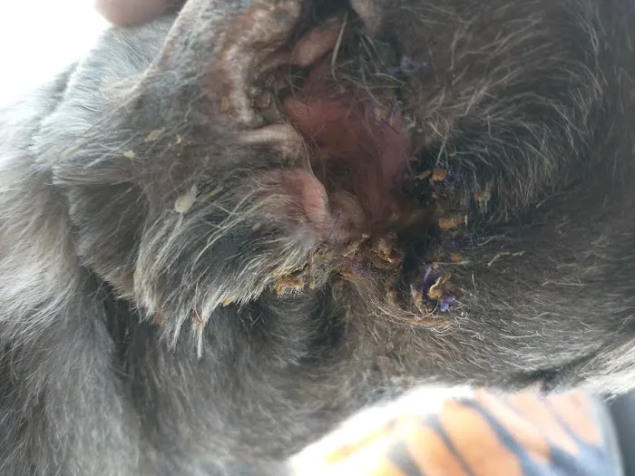 Northwest Pet Hospital 4