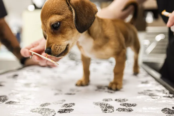 Northwest Pet Hospital 8