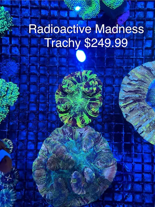 Hidden Reef Aquariums 12