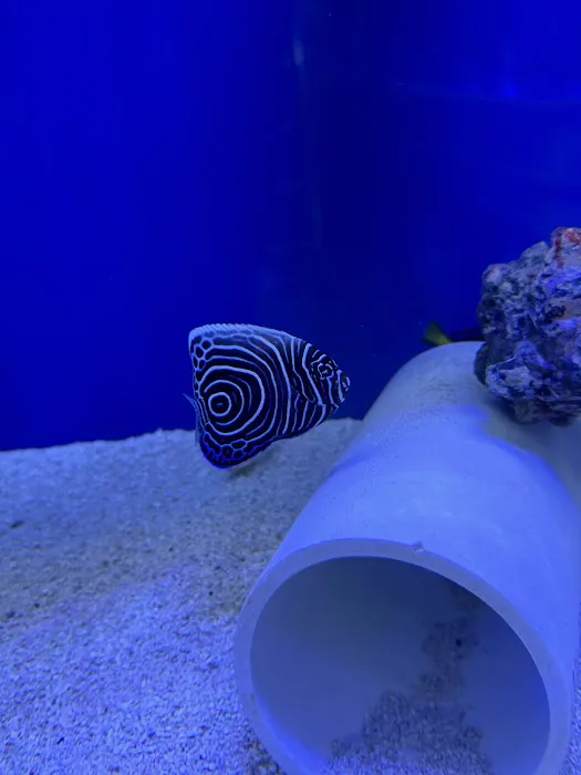 Hidden Reef Aquariums 12