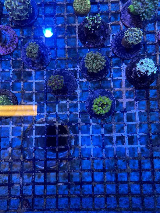 Hidden Reef Aquariums 12